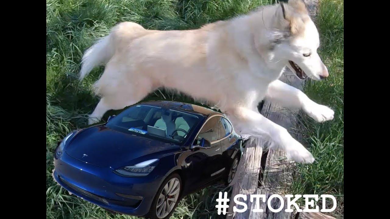 Why YOU Should be STOKED for the Future of Tesla and EVs!!!